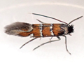 Phyllonorycter schreberella